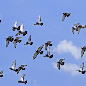 Un lâcher de pigeons.