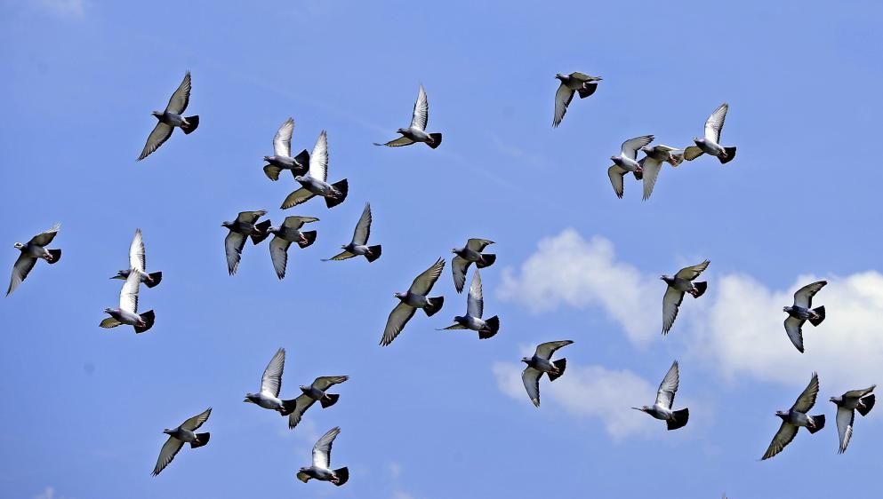 Un lâcher de pigeons.